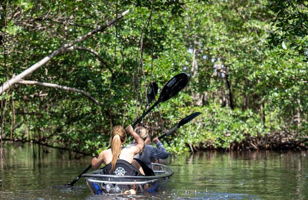Clear Kayak Tour in North Miami Beach - Mangrove Tunnels