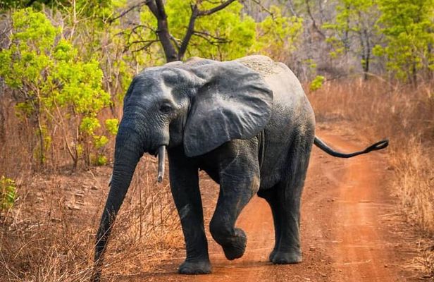 3 Days Sunrise Elephant Safari-Mole Park with -Round Trip Flight