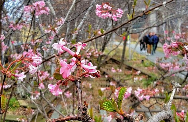 Secrets of the High Line