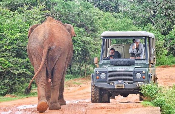 Guided Leopard Safari in Yala National Park in a Land Rover Defender