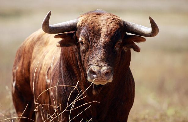 Visit Alvaro Domecq Horses and Brave Bulls in Freedom