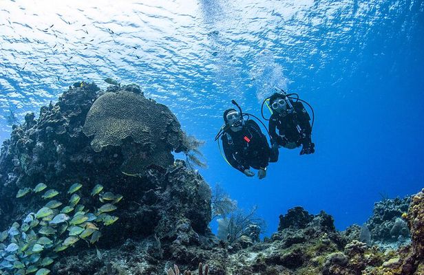 Fujairah: PADI Open Water Diver Course