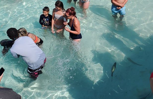 HALF DAY Swiming Pigs and Sharks Tour (Nassau to Exuma by Plane) 