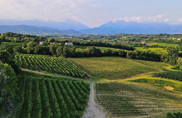 Exclusive Tour of the Vineyards with Visit to the Cellar!