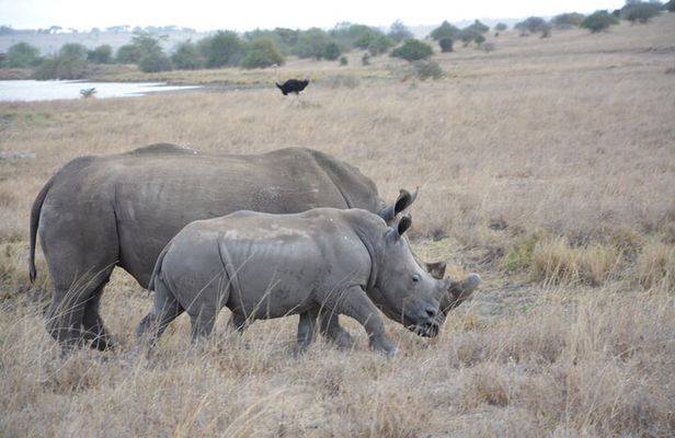 Half-Day Nairobi National Park and Maasai Market with Pick up