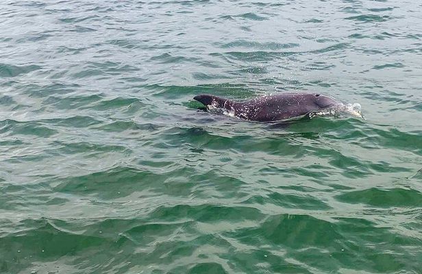 Private 2-Hour Dolphin Watching Cruise in St. Petersburg, FL