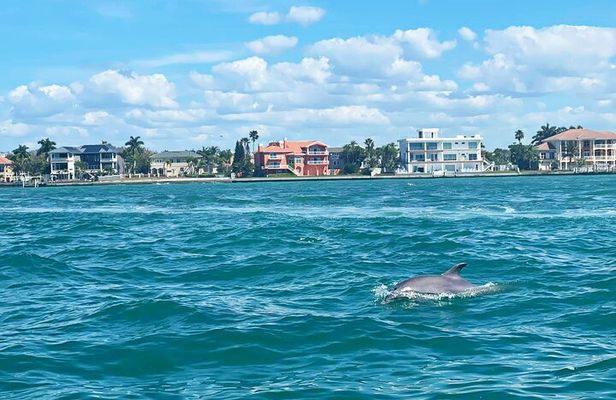 Private 2-Hour Dolphin Watching Cruise in St. Petersburg, FL