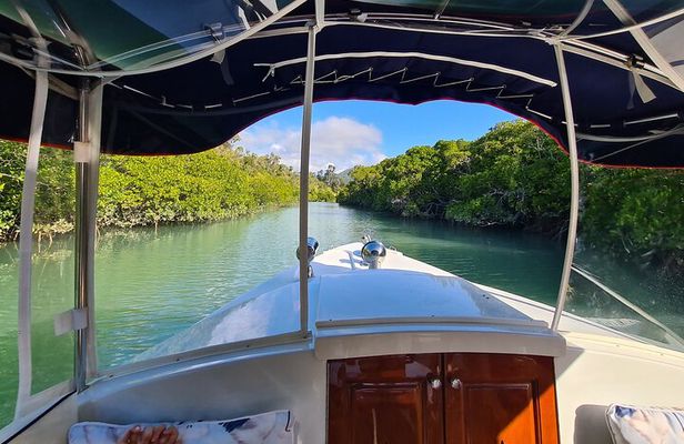 Whisper Cruises - One-Hour Turtle Spotting Bay Cruise