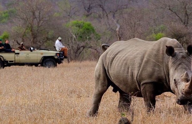 Victoria Falls Rhino Encounter Game Drive!