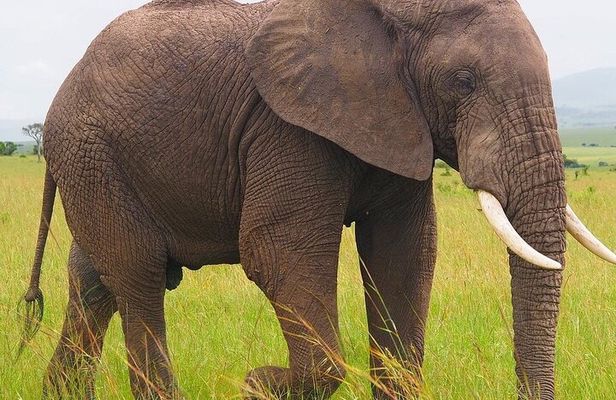 4 Days Tsavo West – Amboseli and Tsavo East Safari