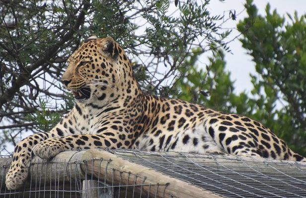 Cats in Conservation