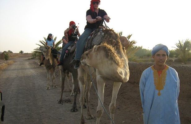 Dromedary in Agafay