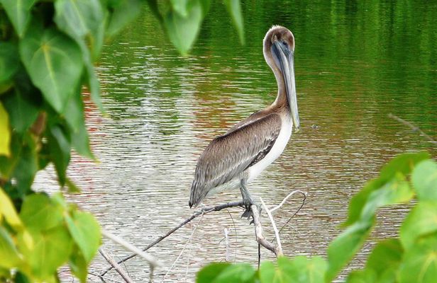 St.Martin - St.Maarten: Small Group, Birding Tour / Bird Watching Tour