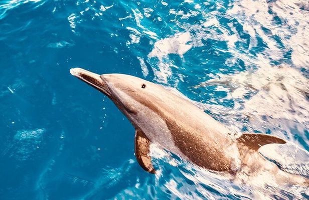 Dolphin Watching and Snorkeling on the West Coast of Oahu 