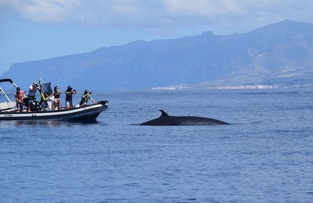 Bonadea II Ecological Whale Watching, 2 hours