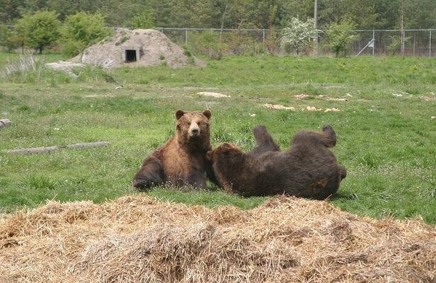 Visiting a Bear and Wolf Sanctuary