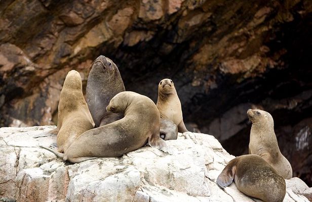 Ballestas Islands Boat Tour in Paracas