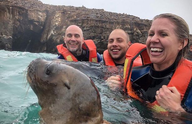 Palomino Islands Sea Lion Swimming Tour