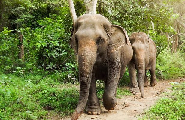 Private Tour to Kanchanaburi Death Railway and Elephant Haven