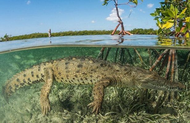 Tamarindo Estuary Tour