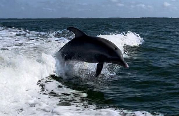 Private ONLY Dolphin Boat Tours