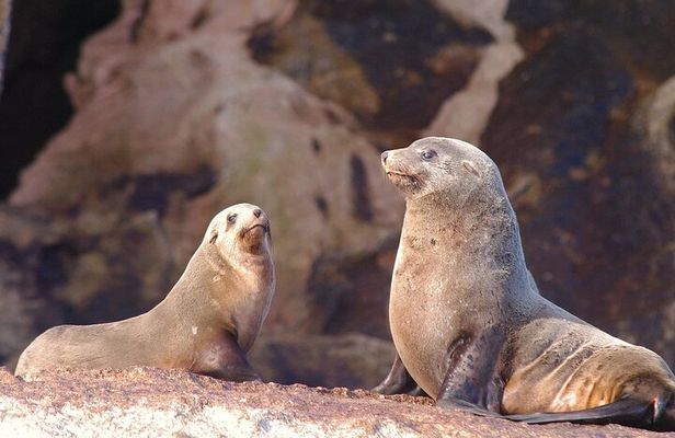 Ile Des Phoques and Maria Island Cruise and Walk Day Tour with Lunch