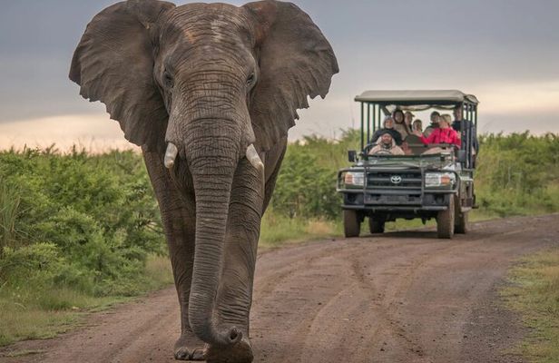 5 Day Garden Route and Addo Safari - Best of South Africa Small Group Tour