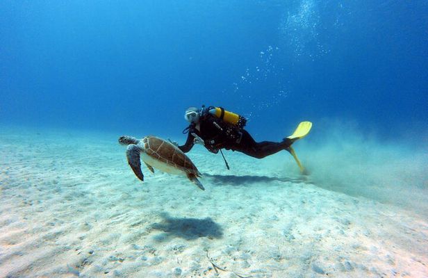 1 Shore-Dive for CERTIFIED DIVERS ONLY at Green Bay