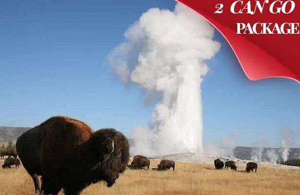 Yellowstone & Grand Teton National Parks: Small Group 4-Day Tour