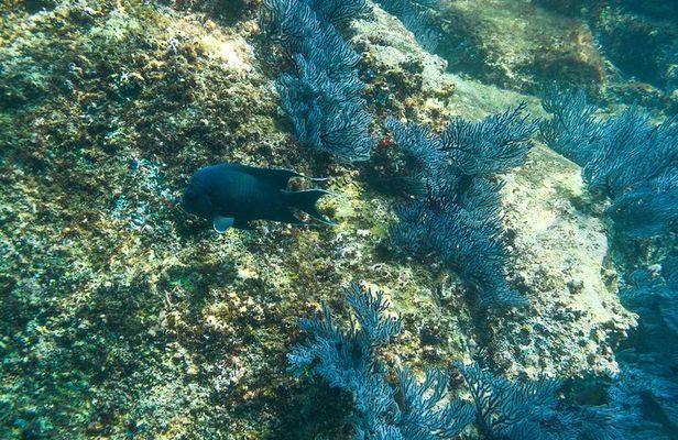 Private Los Cabos snorkeling tour to Chileno bay and Santa Maria cove