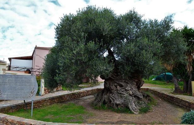 Monastery - Ancient Olive tree & Museum-Cretan Brewery Private Tour from Chania 