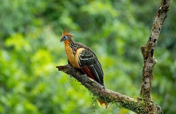 4-Day Cuyabeno Amazon Adventure: Bird Watching, Wildlife, Hiking, Kayaking