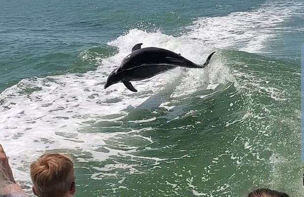 Myrtle Beach Dolphin Cruise