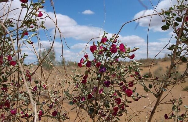 Nurata Mountain & Kyzyl-kum Desert 3 Day Tour From Samarkand or Bukhara