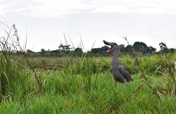 Entebbe Eco Tour - Full Day