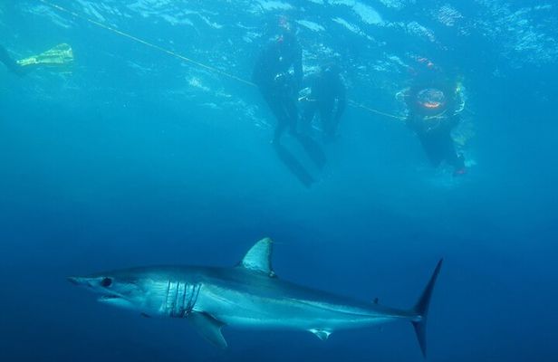 Shark Safari & Snorkel Adventure in Cabo San Lucas
