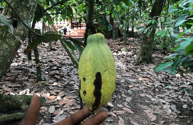 Waterfalls, Aburi Botanical Gardens and a Cocoa Farm Experience.