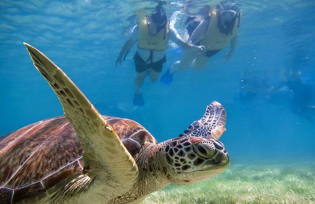 Tulum Ruins, Turtle Sighting and Underground Caves