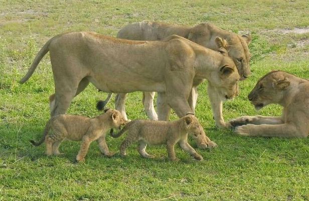 Flight Package Zanzibar to Nyerere National Park (Selous GR) 3 Days 2 Nights