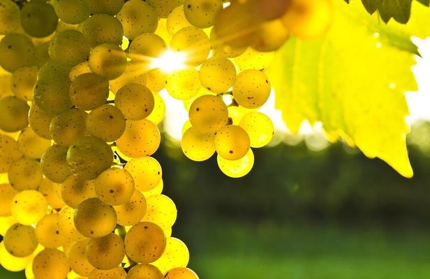 Rhodes Wine & Food Tour: 10 Meal Course Lunch, Wine Tasting, Cooking Class