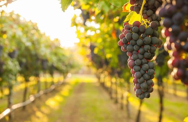Full-Day Сomprehensive Tour of Rhodes including Wine Tasting