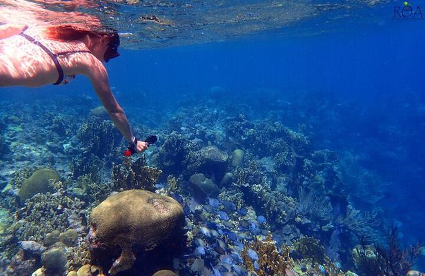 Roatan Reef Snorkel Adventure 