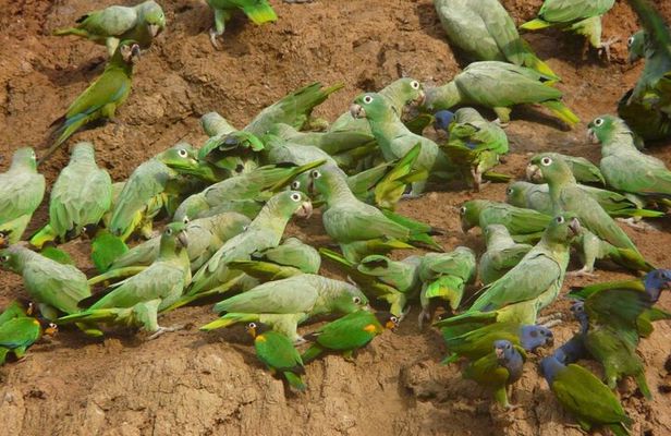 3 Days Tour in Manu Amazon