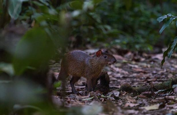 4-Day Wildlife Tour: Manu Peruvian Jungle