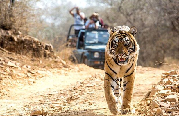 2-Days Private Ranthambhore Tiger Tour from Jaipur