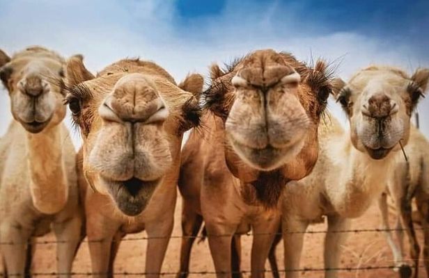 Vip 5 Hour Tangier Private Day Trip