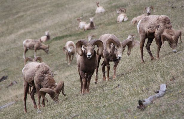 Banff Highlights & Wildlife | Award-Winning Small Group Adventure