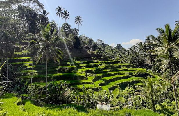 Ubud Tour - Highlights of Ubud