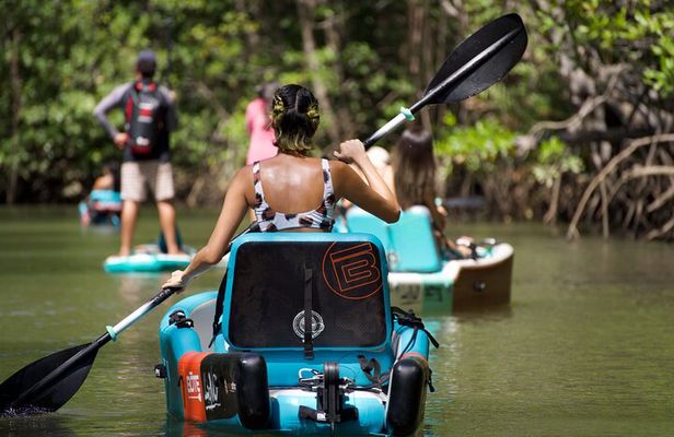 3-Hour Damas Mangrove Kayak Tour