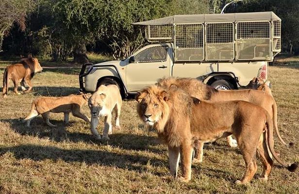 Lion and Safari Park half day tour with pick up and drop off 